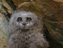 Mládě výra velkého (Bubo bubo)