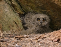 Mládě výra velkého (Bubo bubo)