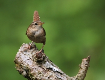 Střízlík obecný (Troglodytes troglodytes)