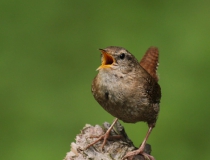 Střízlík obecný (Troglodytes troglodytes)