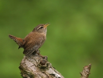 Střízlík obecný (Troglodytes troglodytes)