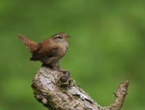 Střízlík obecný (Troglodytes troglodytes)