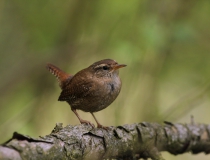 Střízlík obecný (Troglodytes troglodytes)