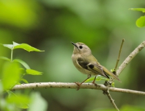 Králíček obecný (Regulus regulus)