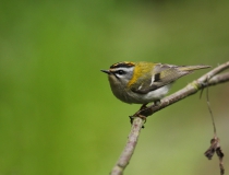 Králíček ohnivý (Regulus ignicapillus)