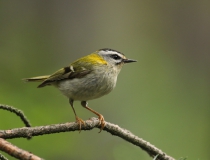 Králíček ohnivý (Regulus ignicapillus)