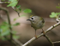 Králíček obecný (Regulus regulus)