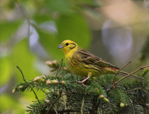Strnad obecný (Emberiza citrinella)