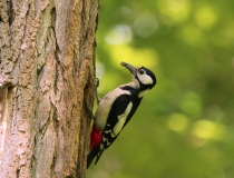 Samice strakapouda velkého (Dendrocopos major)