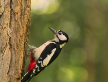 Samice strakapouda velkého (Dendrocopos major)
