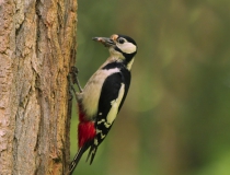 Samice strakapouda velkého (Dendrocopos major)