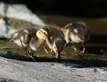 Kachňata (Anas platyrhynchos)