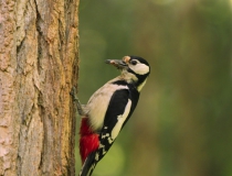 Samice strakapouda velkého (Dendrocopos major)