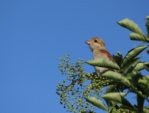 Samice ťuhýka obecného (Lanius collurio)