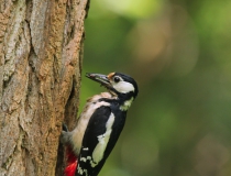 Samice strakapouda velkého (Dendrocopos major)
