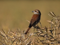 Samice ťuhýka obecného (Lanius collurio)