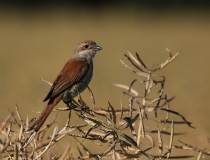 Samice ťuhýka obecného (Lanius collurio)