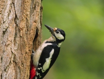 Samice strakapouda velkého (Dendrocopos major)