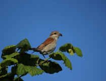 Samice ťuhýka obecného (Lanius collurio)