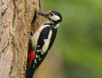 Samice strakapouda velkého (Dendrocopos major)