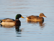 Kachna divoká (Anas platyrhynchos)