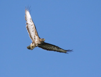 Káně lesní v letu(Buteo buteo)