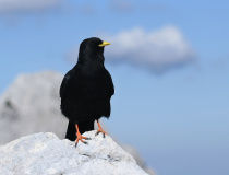 Kavče žlutozobé (Pyrrhocorax graculus)