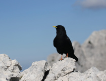 Kavče žlutozobé (Pyrrhocorax graculus)