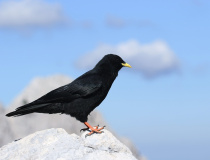 Kavče žlutozobé (Pyrrhocorax graculus)