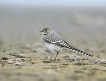 Mladý konipas bílý Motacilla alba)