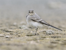 Mladý konipas bílý (Motacilla alba)