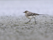 Mladý konipas bílý (Motacilla alba)