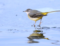 Konipas horský (Motacilla cinerea)