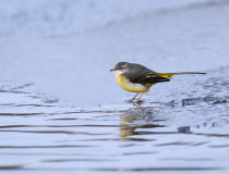 Konipas horský (Motacilla cinerea)