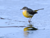Konipas horský (Motacilla cinerea)