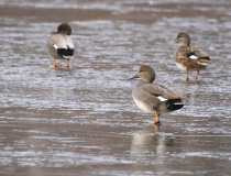 Kopřivka obecná (Mareca strepera)