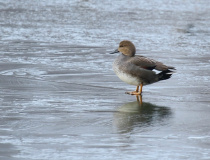 Kopřivka obecná (Mareca strepera) - samec