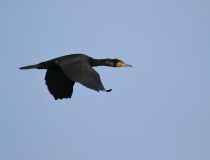 Kormorán velký (Phalacrocorax carbo)