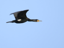 Kormorán velký (Phalacrocorax carbo)