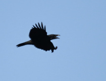 Krkavec velký (Corvus corax)
