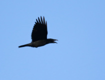 Krkavec velký (Corvus corax)