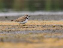 Kulík říční (Charadrius dubius)