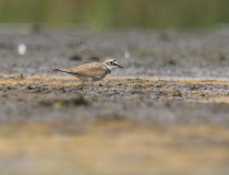 Kulík říční (Charadrius dubius)