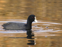 Lyska černá (Fulica atra)