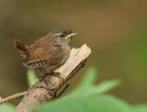 Mladý střízlík obecný (Troglodytes troglodytes)