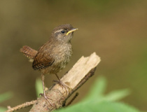 Mladý střízlík obecný (Troglodytes troglodytes)