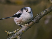 Mlynařík dlouhoocasý (Aegithalos caudatus)