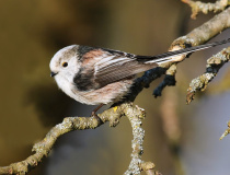 Mlynařík dlouhoocasý (Aegithalos caudatus)