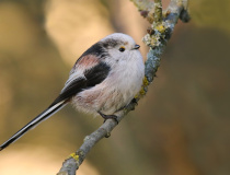 Mlynařík dlouhoocasý (Aegithalos caudatus)