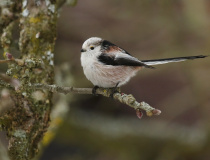 Mlynařík dlouhoocasý (Aegithalos caudatus)